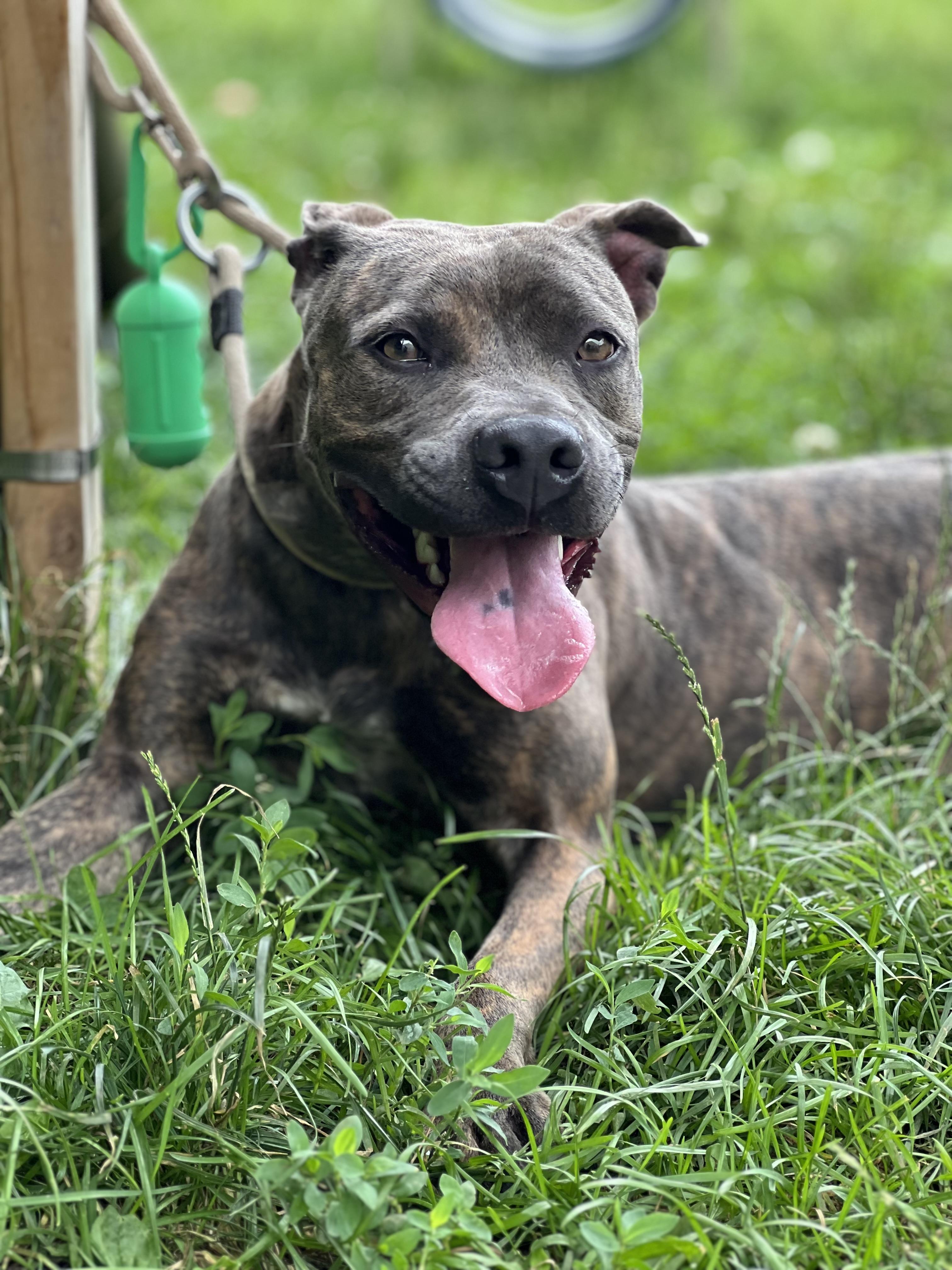 Enlarge SKY, a Adoptable mixed breed in Yonkers, NY image 6/6