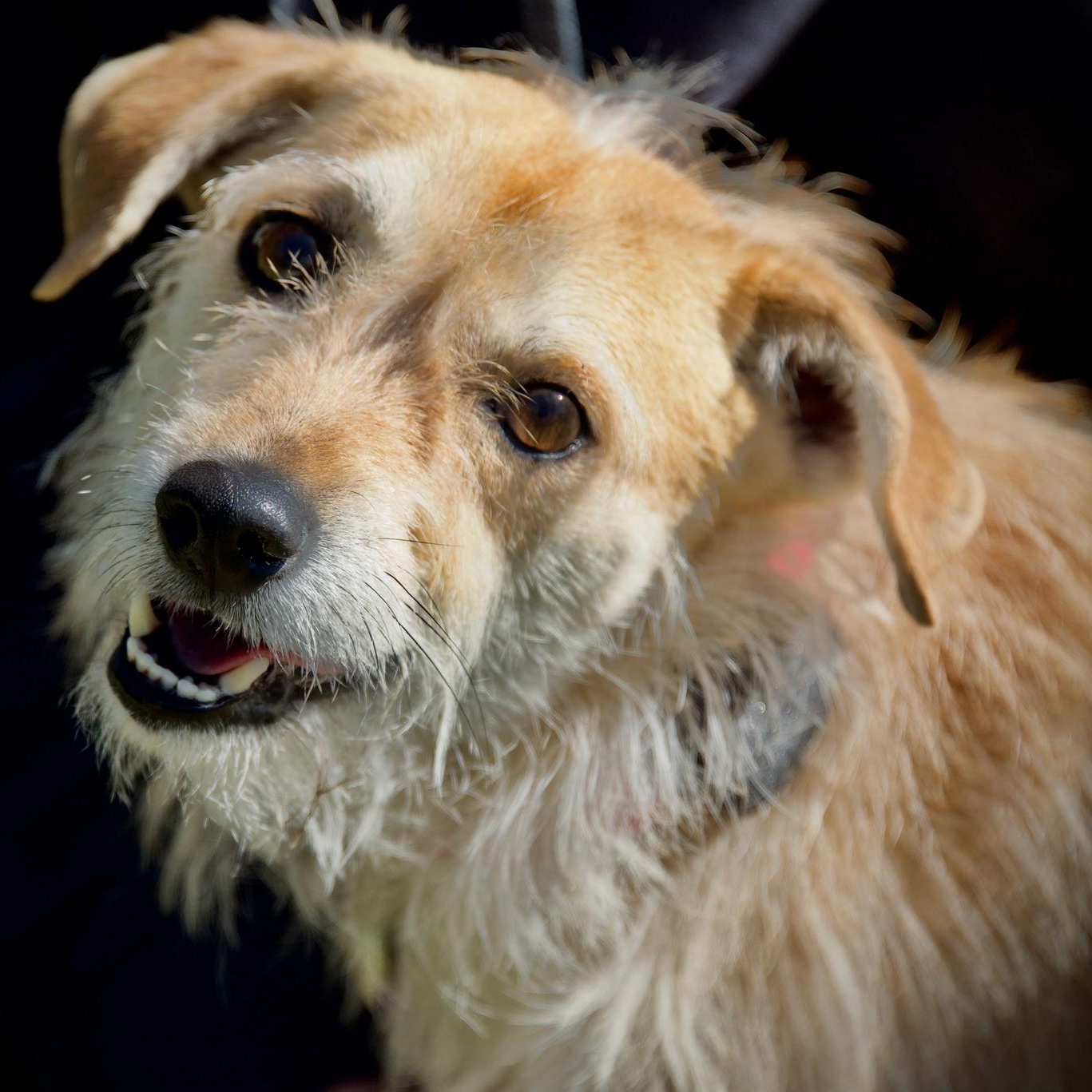 Enlarge Gus, a ADOPTABLE mixed breed in Hopkinton, MA image 2/6