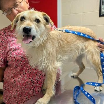 Enlarge Gus, a ADOPTABLE mixed breed in Hopkinton, MA image 5/6