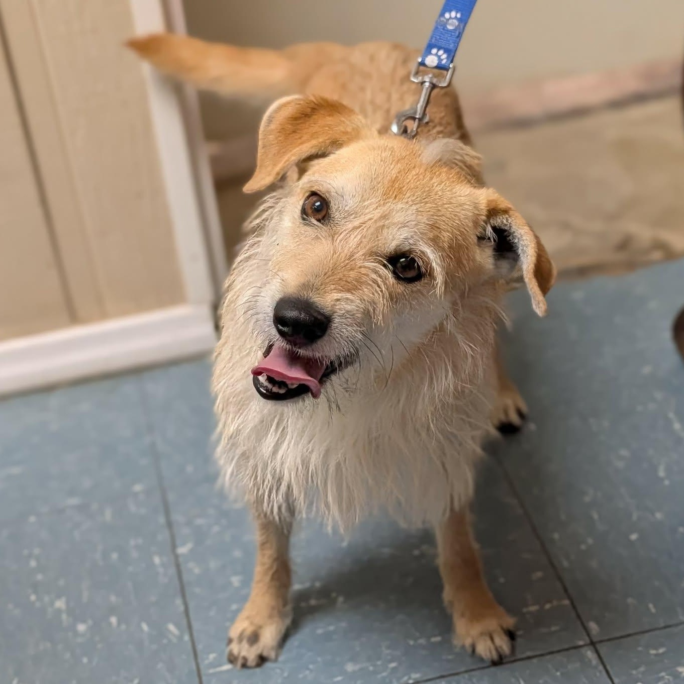 Enlarge Gus, a ADOPTABLE mixed breed in Hopkinton, MA image 4/6