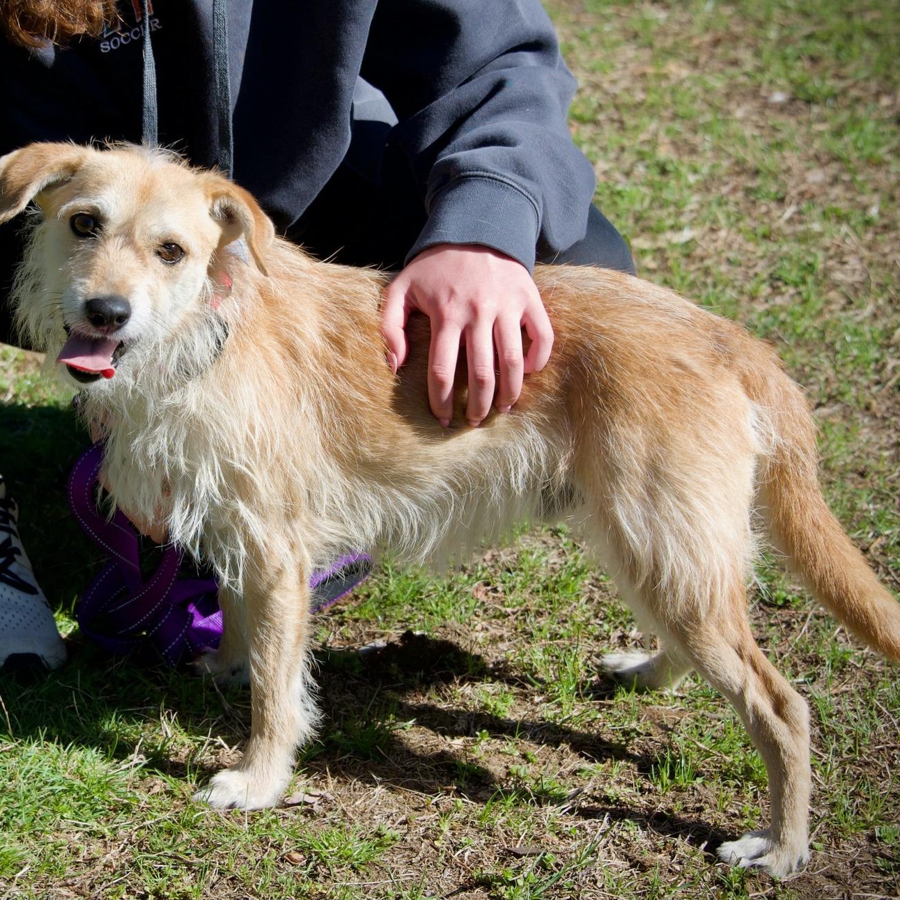 Enlarge Gus, a ADOPTABLE mixed breed in Hopkinton, MA image 3/6