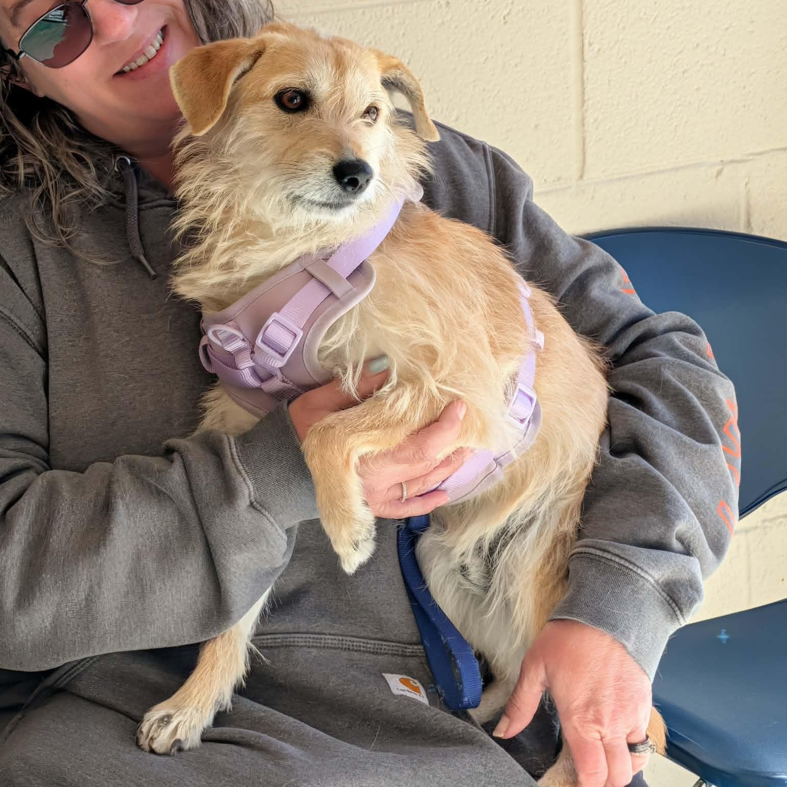 Enlarge Gus, a ADOPTABLE mixed breed in Hopkinton, MA image 1/6