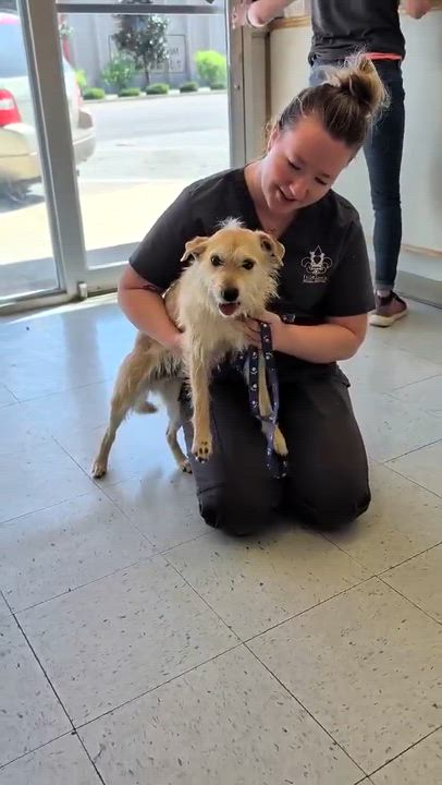 Enlarge Gus, a ADOPTABLE mixed breed in Hopkinton, MA video 6/6