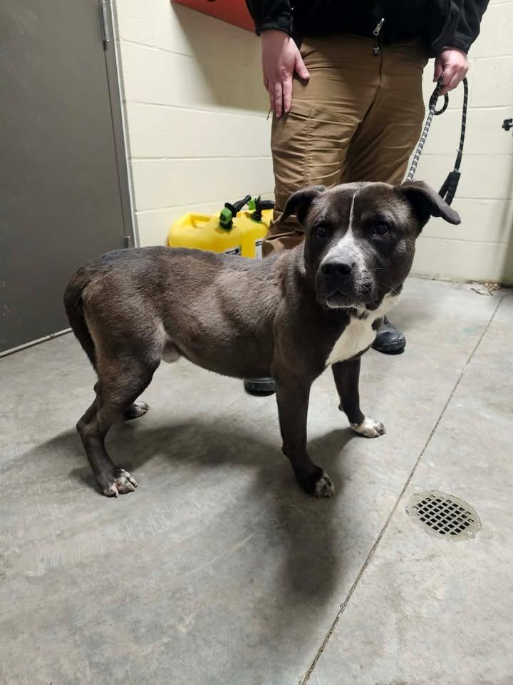 Pepsi, a Adoptable Husky in Shelbyville, TN image 1/2