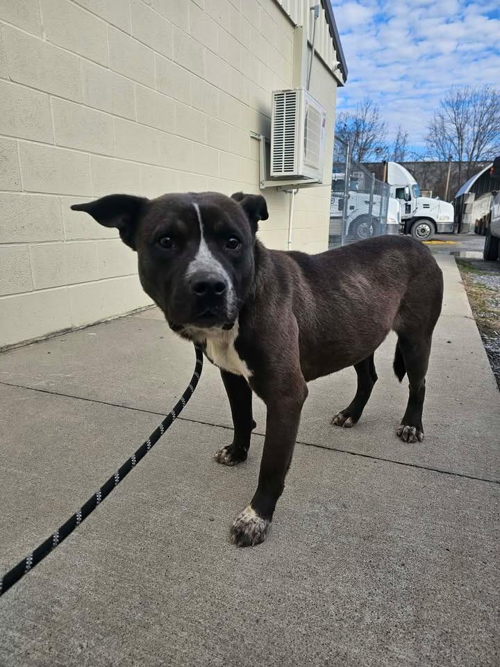 Pepsi, a Adoptable Husky in Shelbyville, TN image 2/2