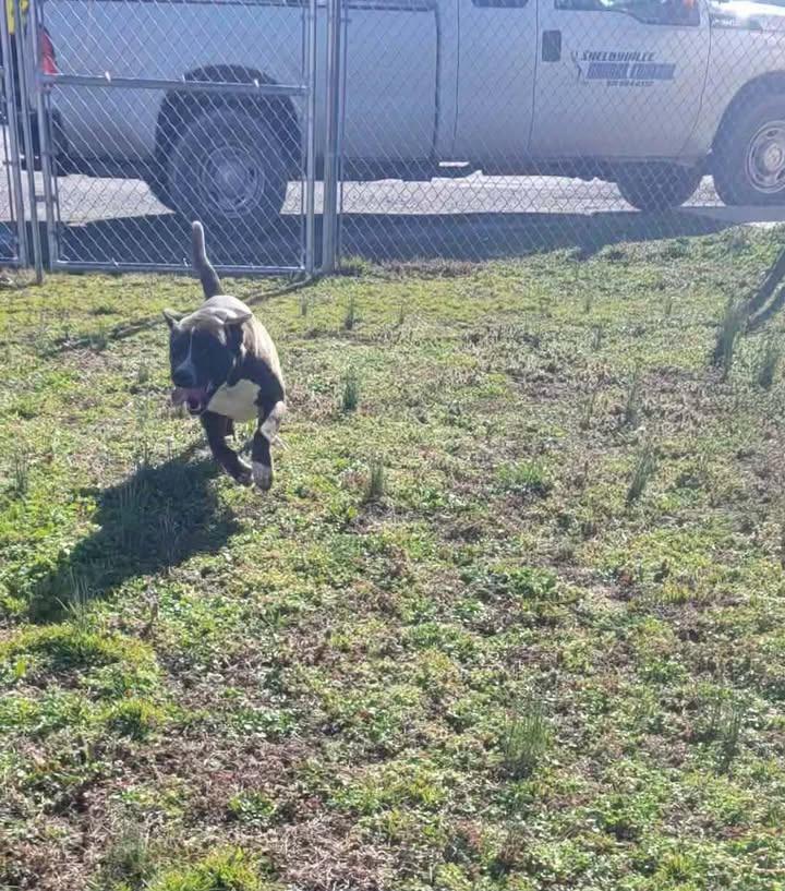 Enlarge Pepsi, a Adoptable Pit Bull Terrier in Shelbyville, TN image 3/6