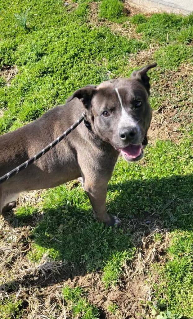 Enlarge Pepsi, a Adoptable Pit Bull Terrier in Shelbyville, TN image 4/6