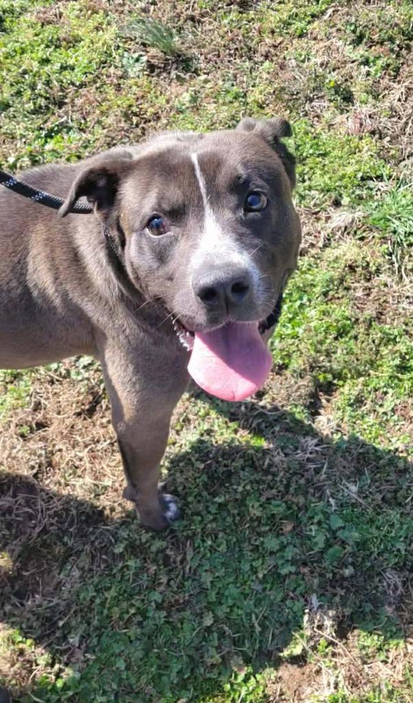 Enlarge Pepsi, a Adoptable Pit Bull Terrier in Shelbyville, TN image 5/6