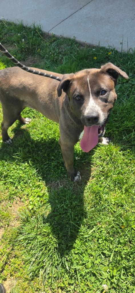 Enlarge Pepsi, a Adoptable Pit Bull Terrier in Shelbyville, TN image 6/6