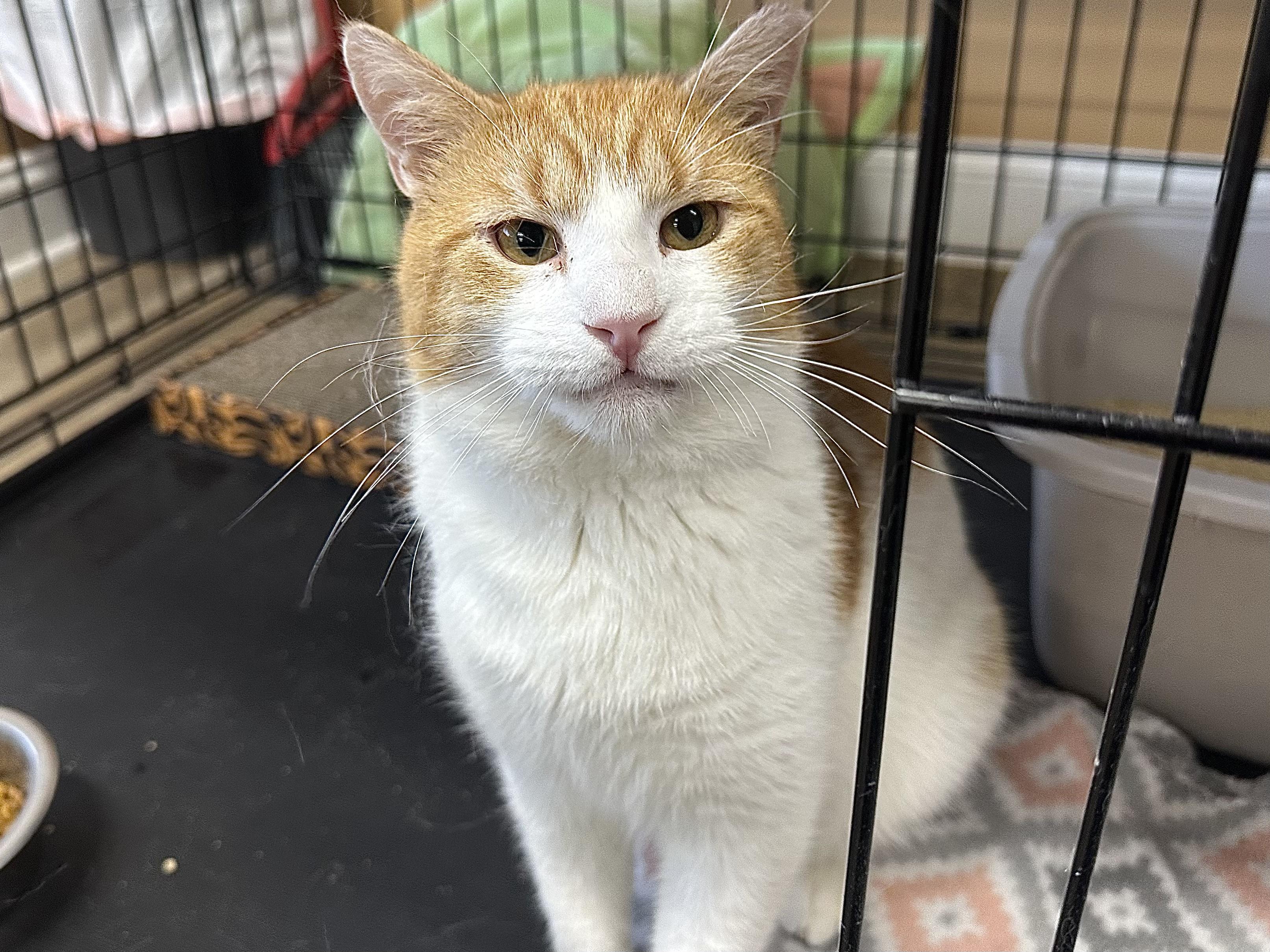 Pavarotti, ADOPTABLE, Young Male Domestic Short Hair.