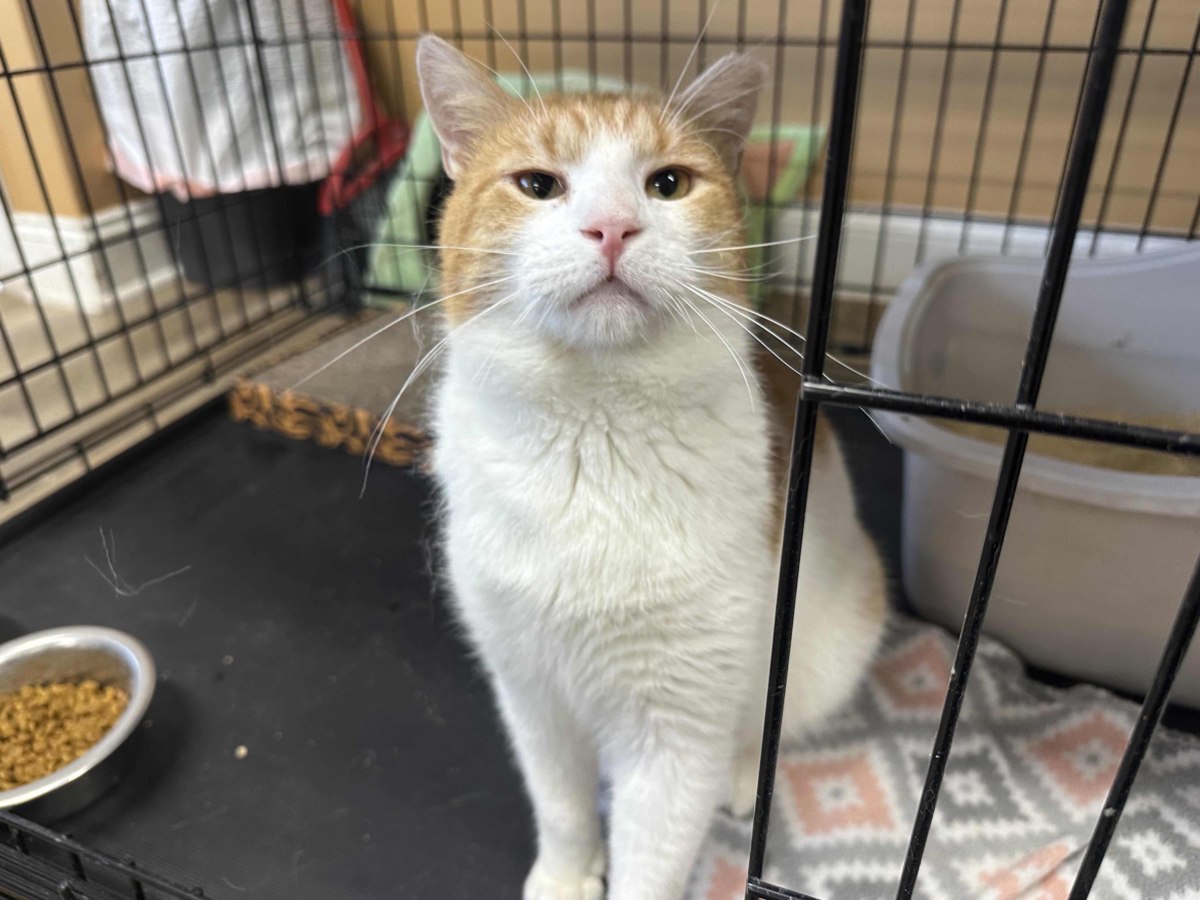 Enlarge Pavarotti, a ADOPTABLE Domestic Short Hair in Pleasantville, NJ image 2/4