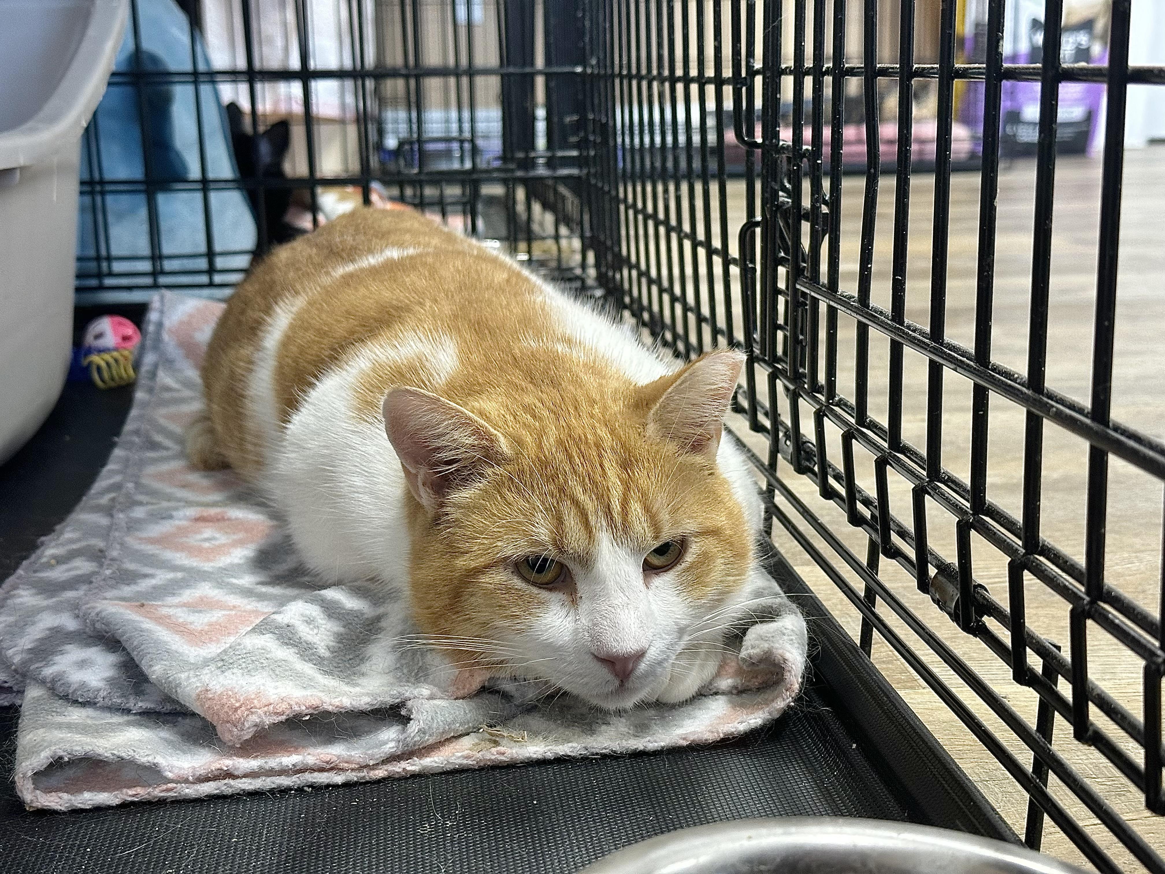 Enlarge Pavarotti, a ADOPTABLE Domestic Short Hair in Pleasantville, NJ image 3/4