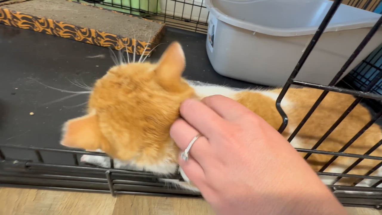 Enlarge Pavarotti, a ADOPTABLE Domestic Short Hair in Pleasantville, NJ video 4/4