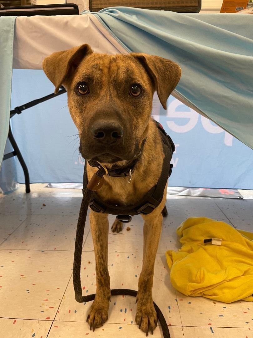 Enlarge Casper, a Adoptable mixed breed in Islip Terrace, NY image 2/4