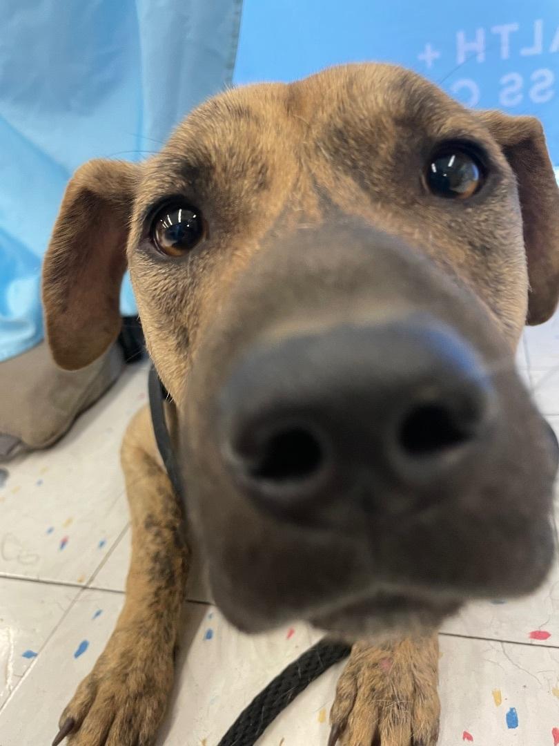 Enlarge Casper, a Adoptable mixed breed in Islip Terrace, NY image 3/4