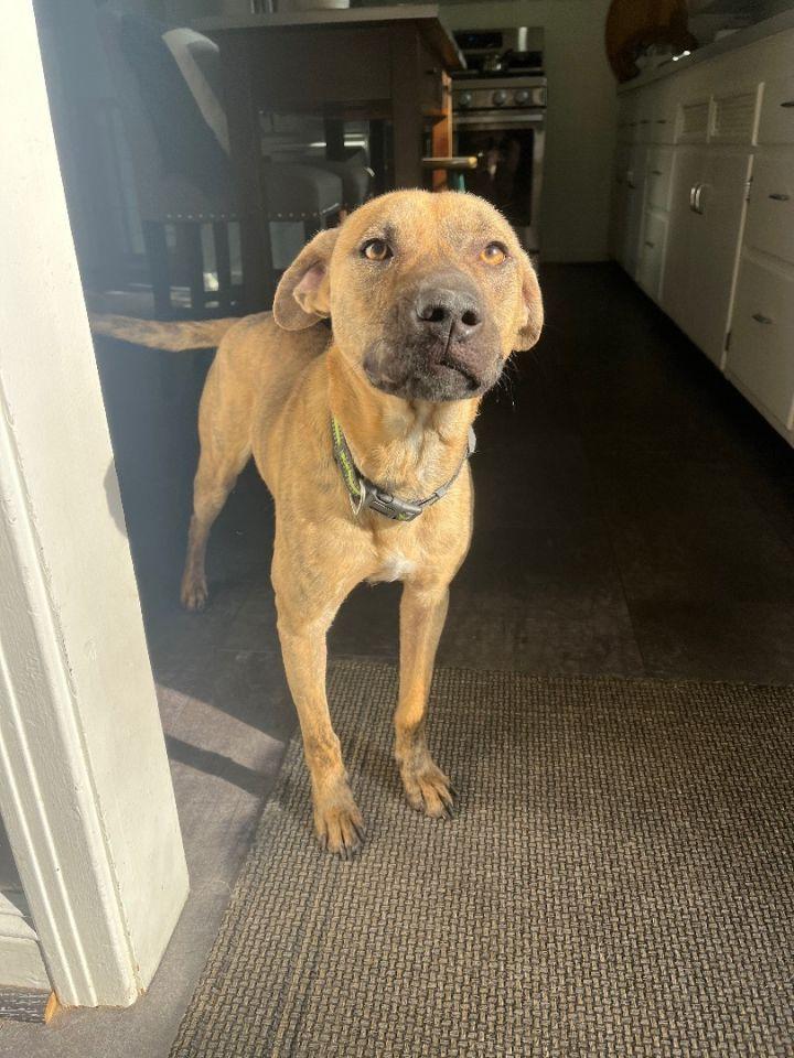 Enlarge Casper, a Adoptable mixed breed in Islip Terrace, NY image 4/4