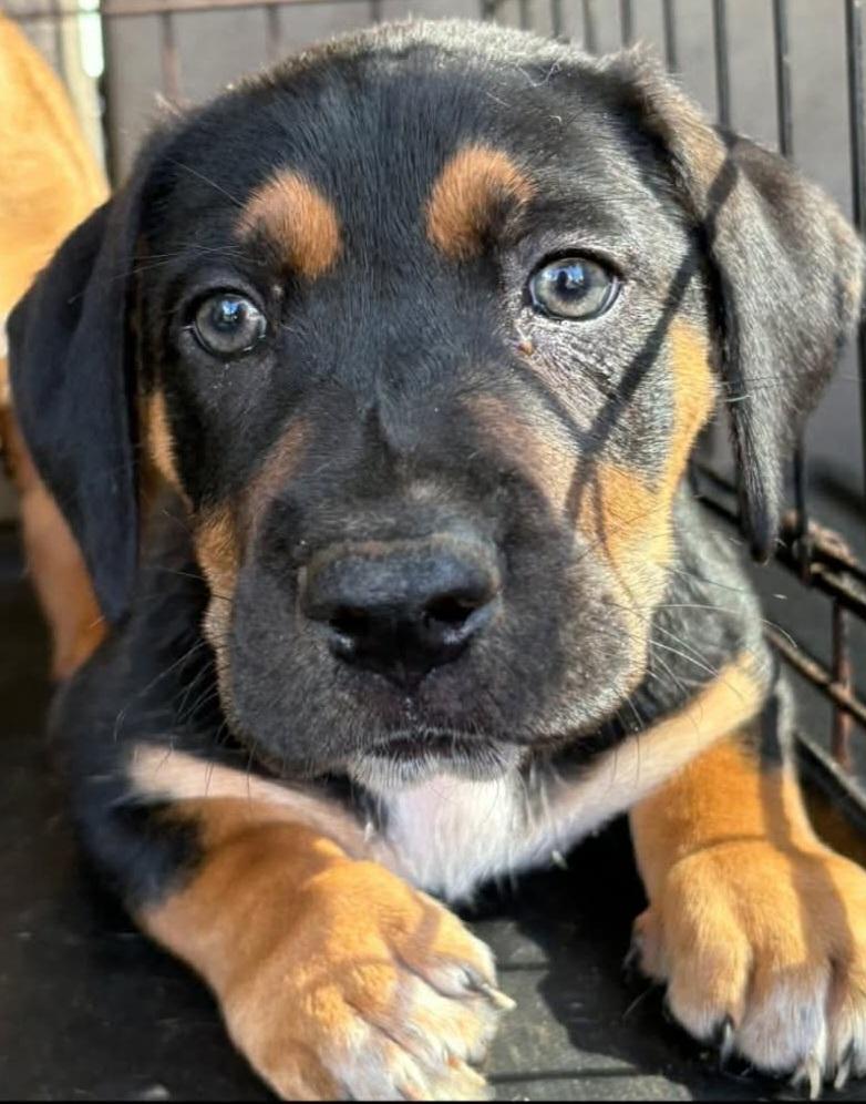 Enlarge Snickers, a Adoptable mixed breed in Townville, SC image 1/1