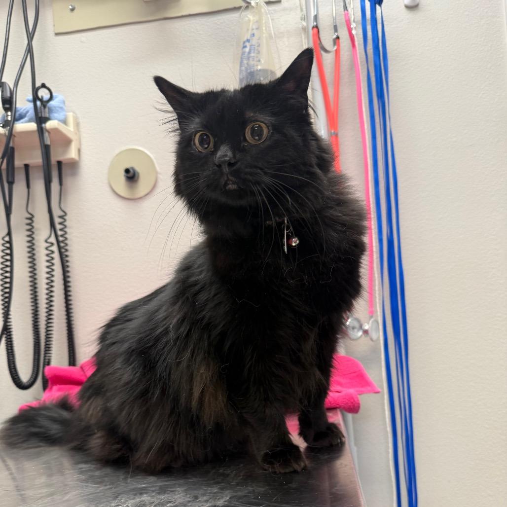 Enlarge Luna, a Adoptable Domestic Long Hair in Great Falls, MT image 2/4