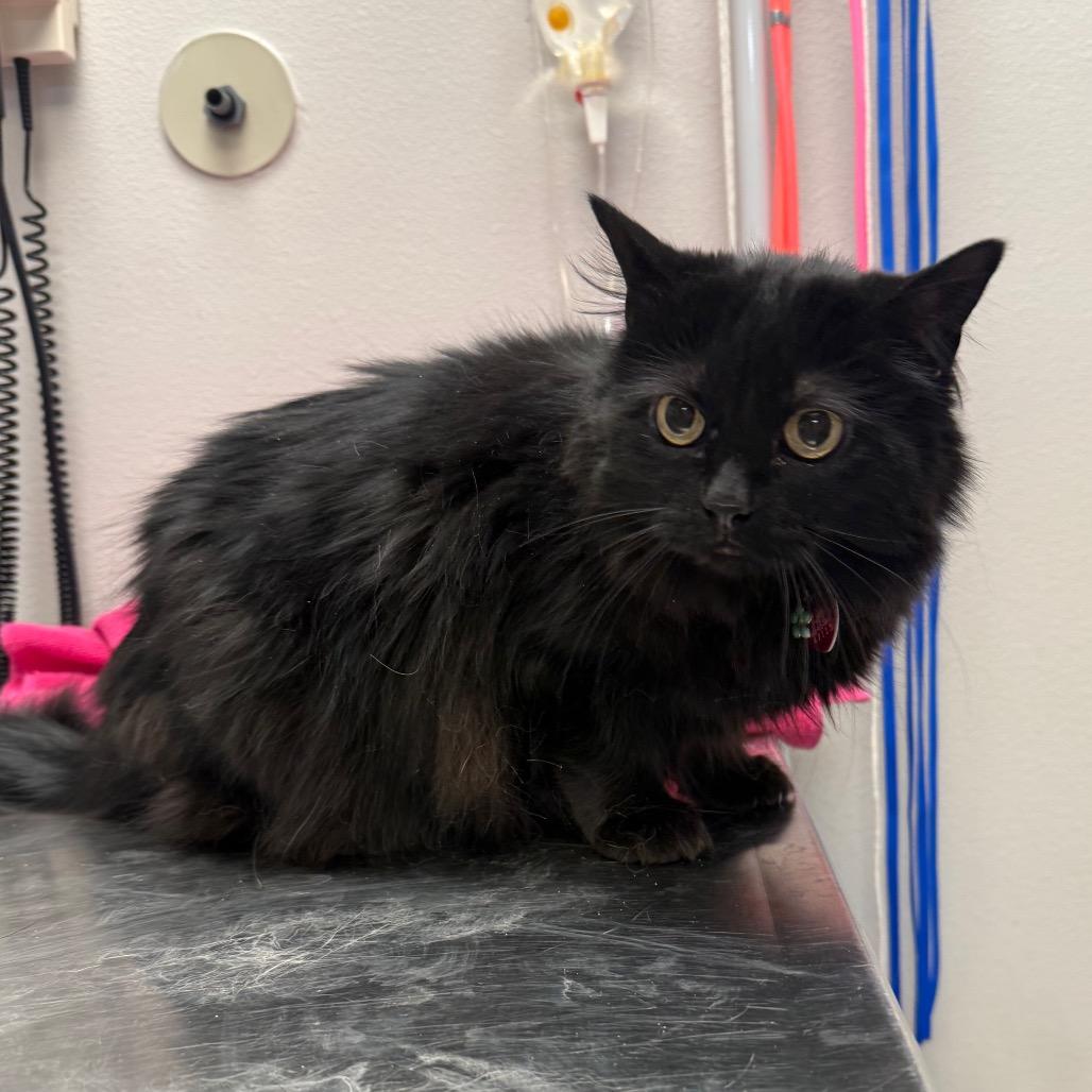 Enlarge Luna, a Adoptable Domestic Long Hair in Great Falls, MT image 3/4