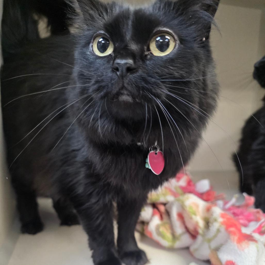 Enlarge Luna, a Adoptable Domestic Long Hair in Great Falls, MT image 4/4