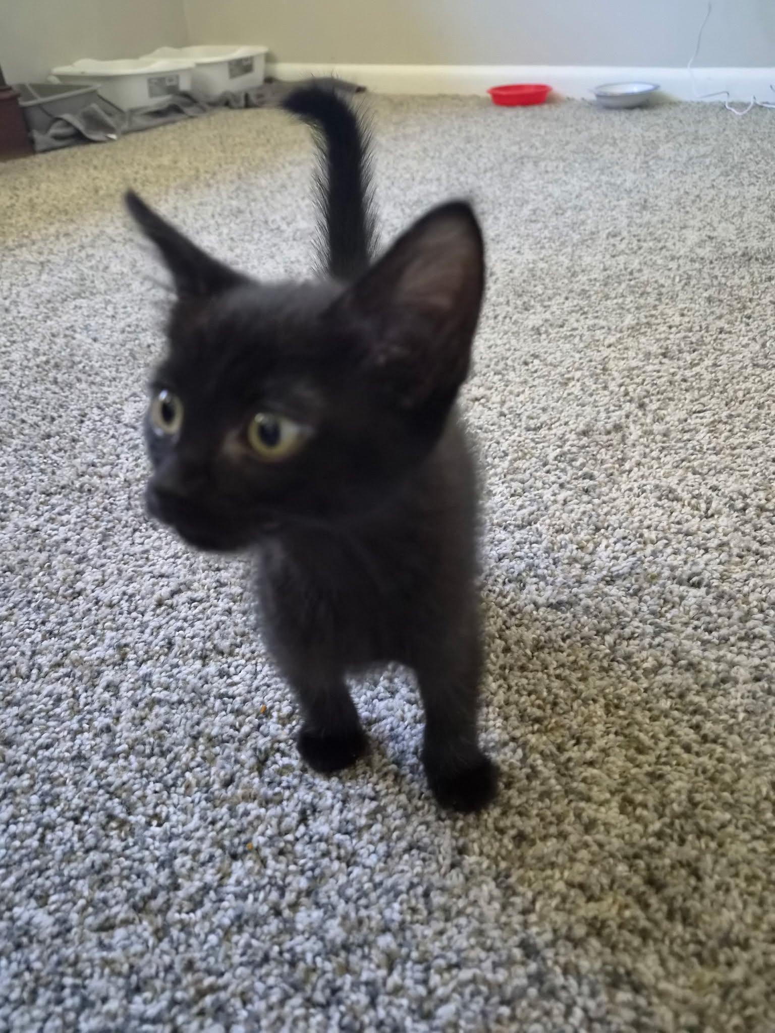 Enlarge Emma, a Adoptable Domestic Short Hair in Wilmington, NC image 2/2