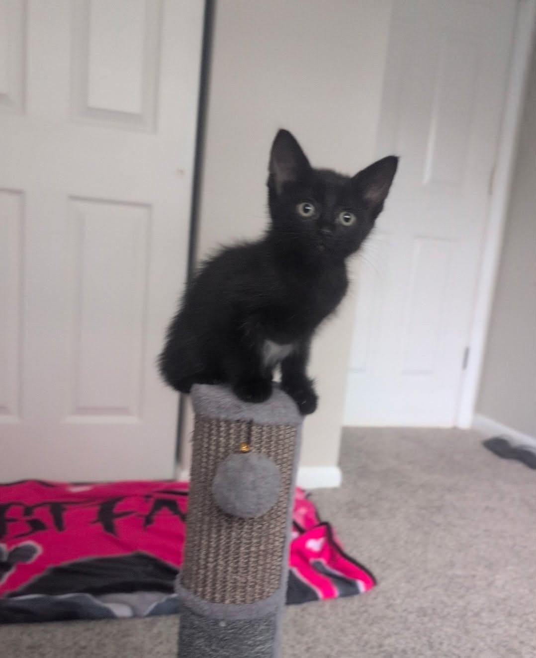 Enlarge Emma, a Adoptable Domestic Short Hair in Wilmington, NC image 1/2