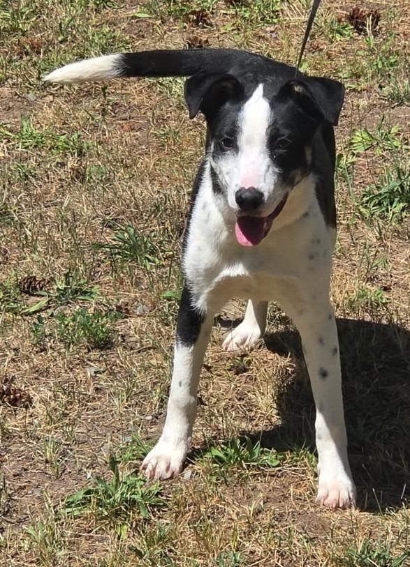 Julep, Adoptable, Puppy Female Border Collie.