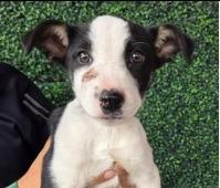 Julep, Adoptable, Puppy Female Border Collie.