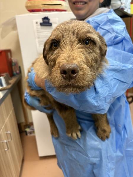 Enlarge Woody, a Adoptable mixed breed in Kennewick, WA image 1/1