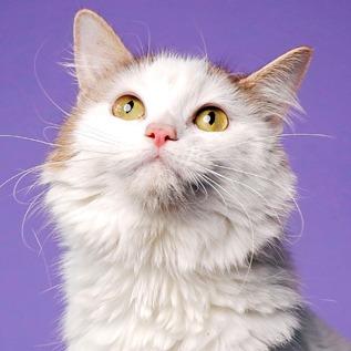 Julia, Adoptable, Adult Female Domestic Long Hair.