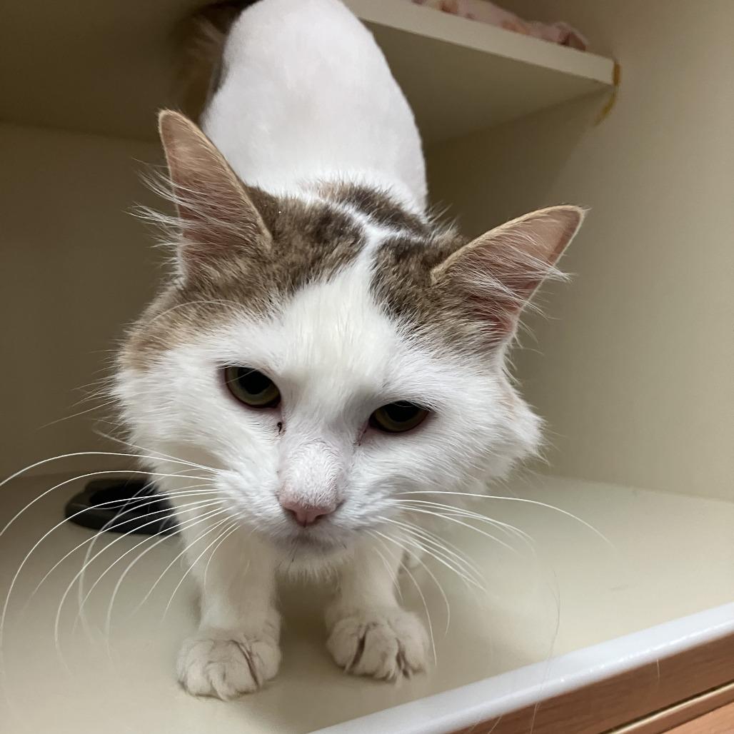 Julia, Adoptable, Adult Female Domestic Long Hair.