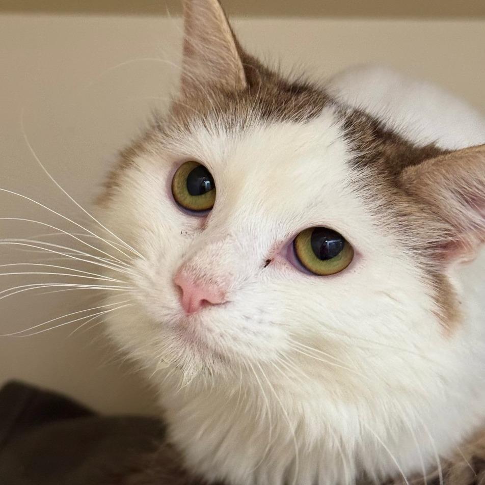 Julia, a Adoptable Domestic Long Hair in Idaho Falls, ID image 3/5