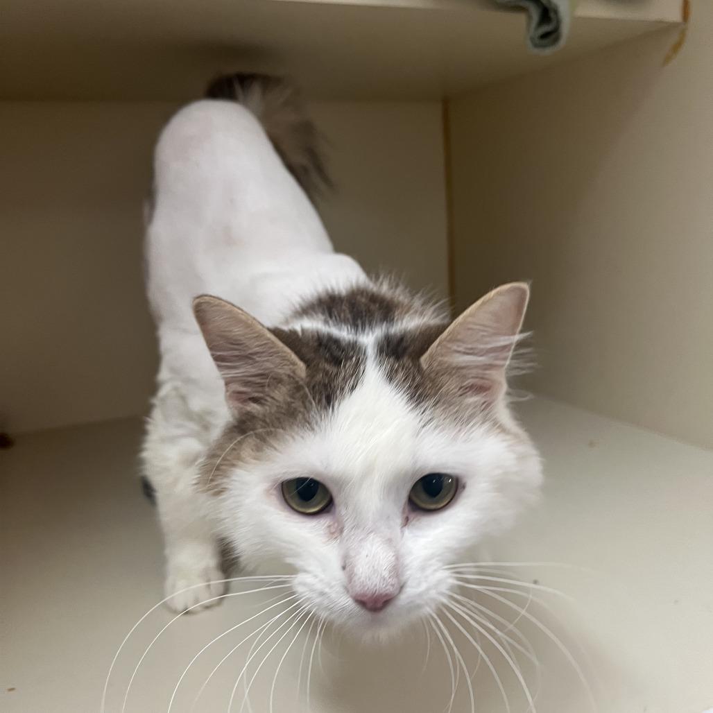Enlarge Julia, a Adoptable Domestic Long Hair in Idaho Falls, ID image 1/4