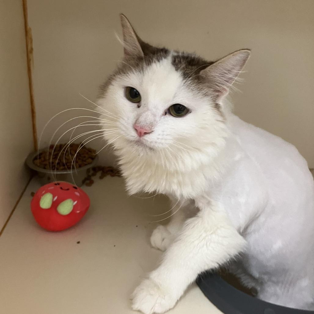 Enlarge Julia, a Adoptable Domestic Long Hair in Idaho Falls, ID image 2/4