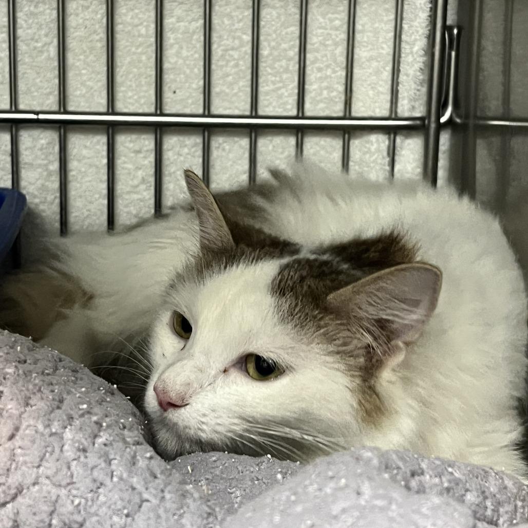 Enlarge Julia, a Adoptable Domestic Long Hair in Idaho Falls, ID image 3/4