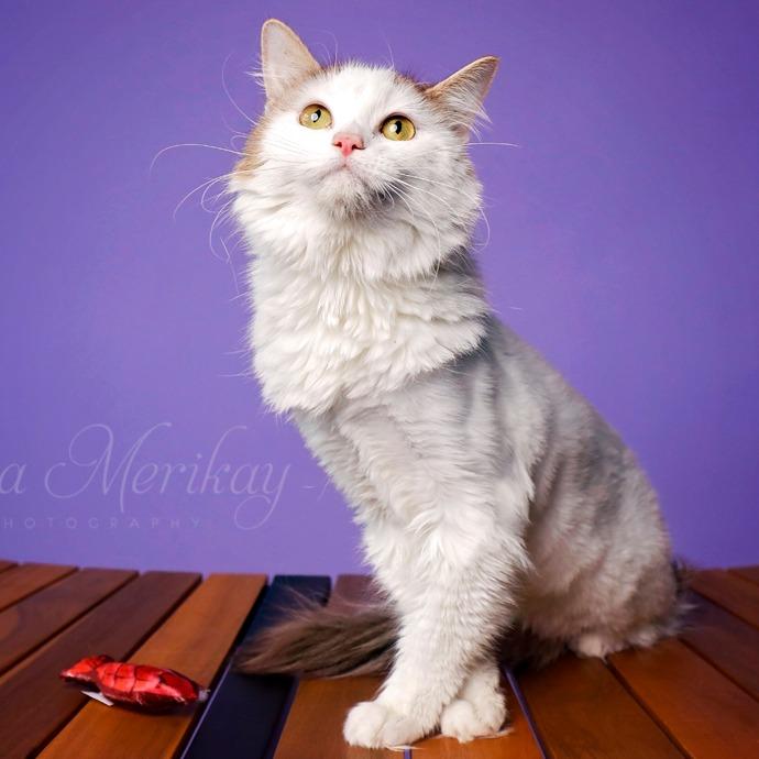Julia, a Adoptable Domestic Long Hair in Idaho Falls, ID image 5/5