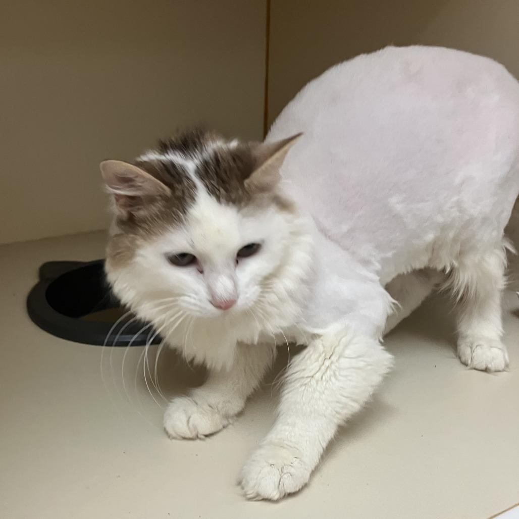 Enlarge Julia, a Adoptable Domestic Long Hair in Idaho Falls, ID image 4/4