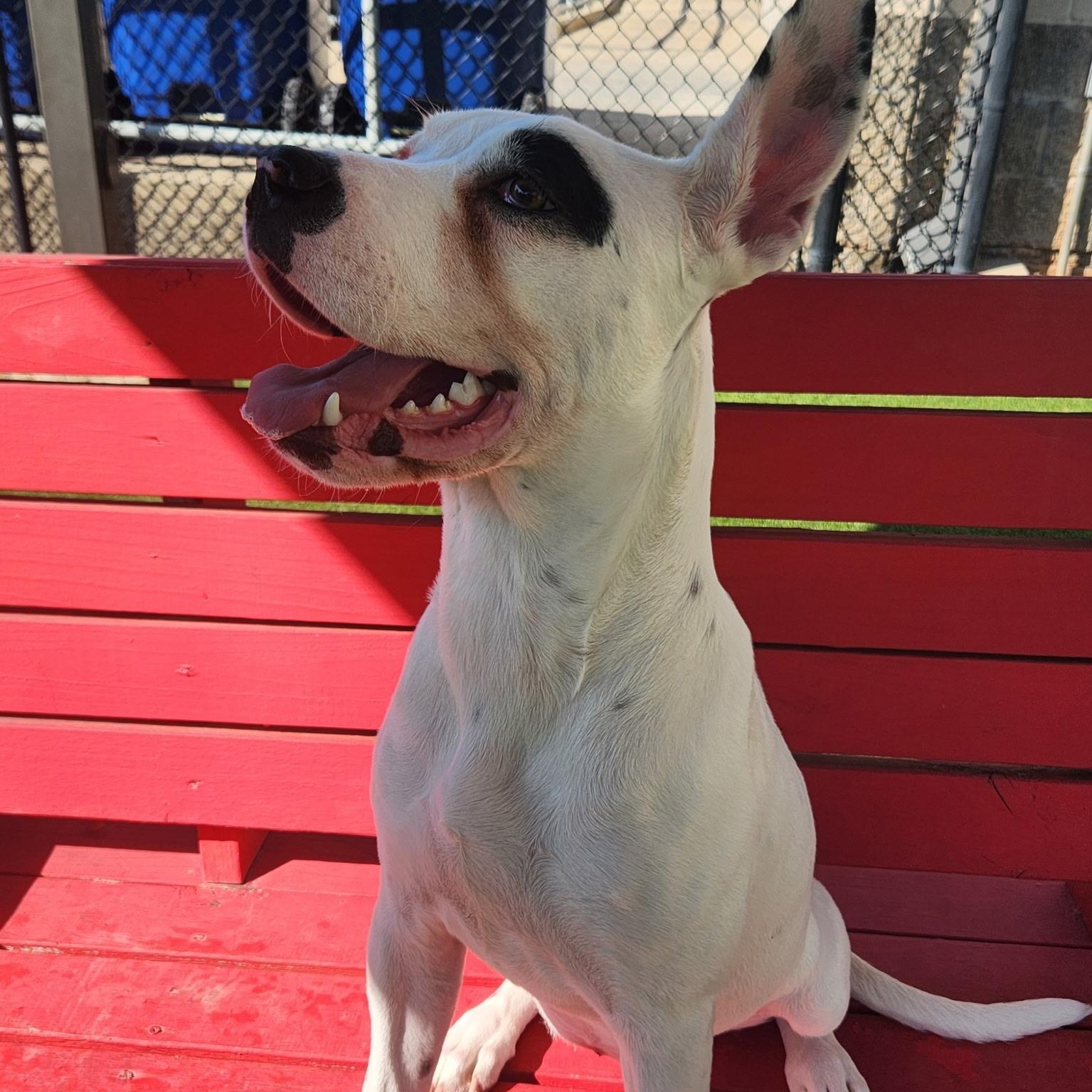 Enlarge Cherry, an adoptable Great Dane in Allen, TX image 2/4