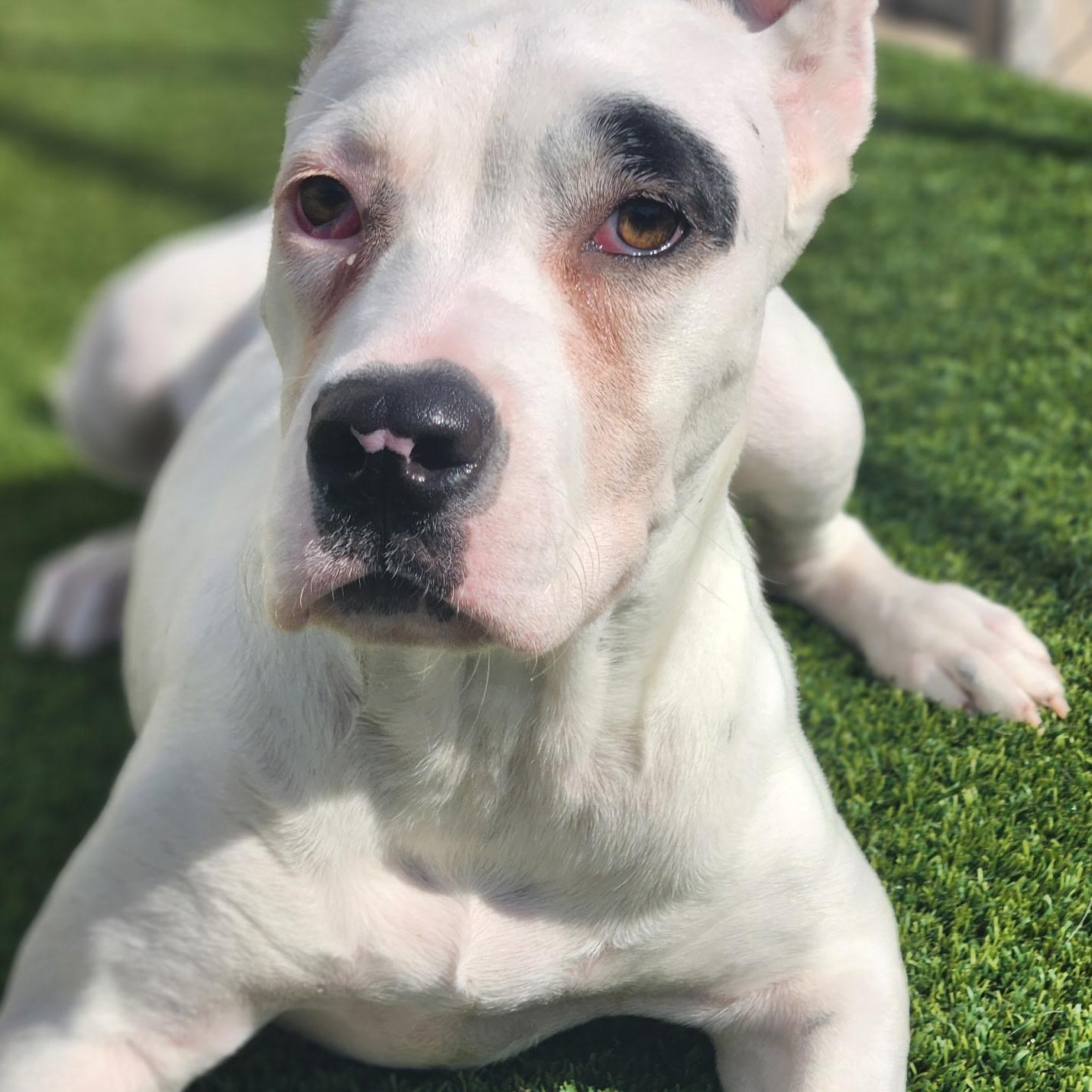 Enlarge Cherry, an adoptable Great Dane in Allen, TX image 3/4