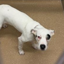 Enlarge Cherry, an adoptable Great Dane in Allen, TX image 4/4