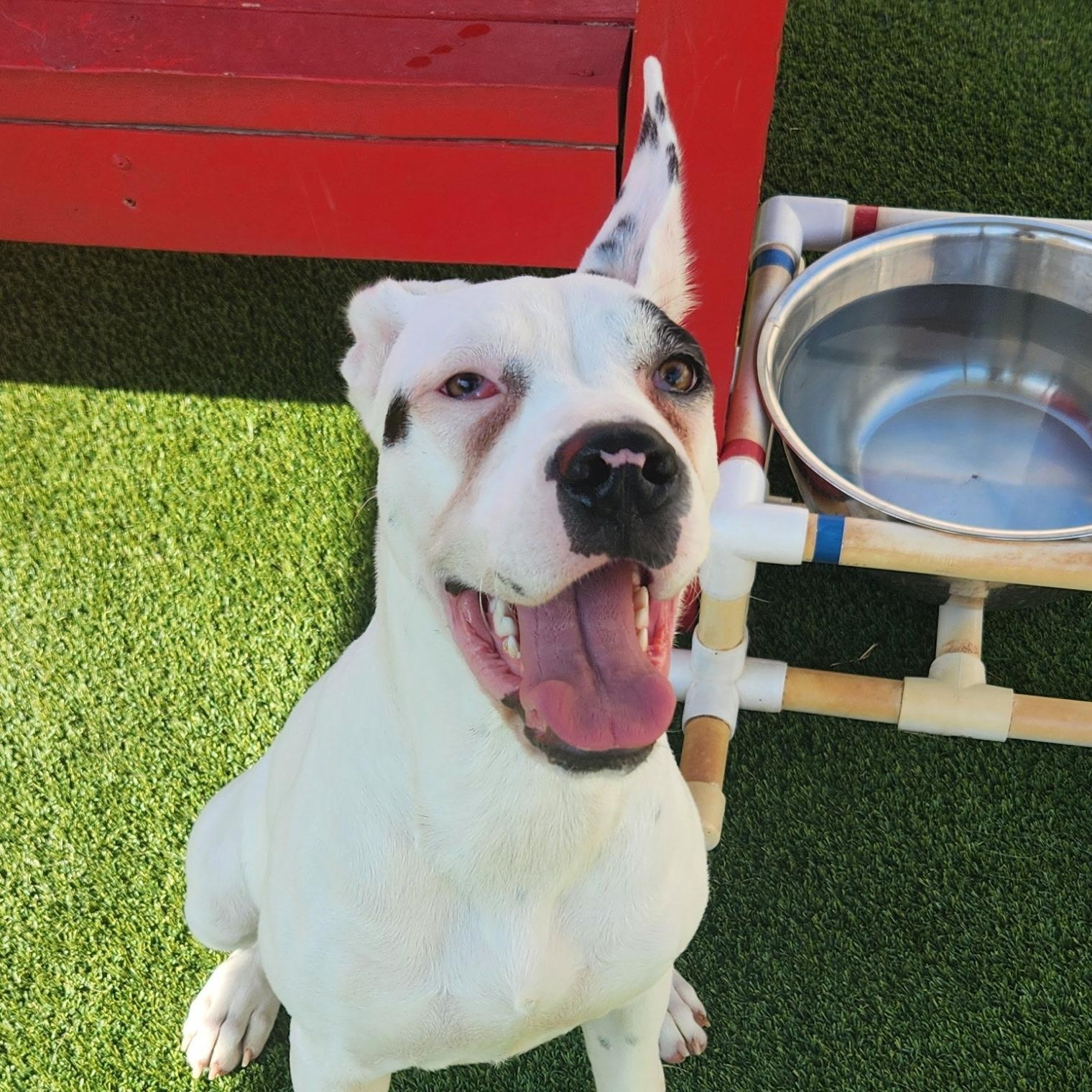 Cherry, adoptable, Puppy Female Great Dane.