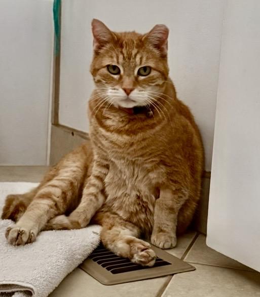 MAMA, ADOPTABLE, Senior Female Domestic Short Hair.