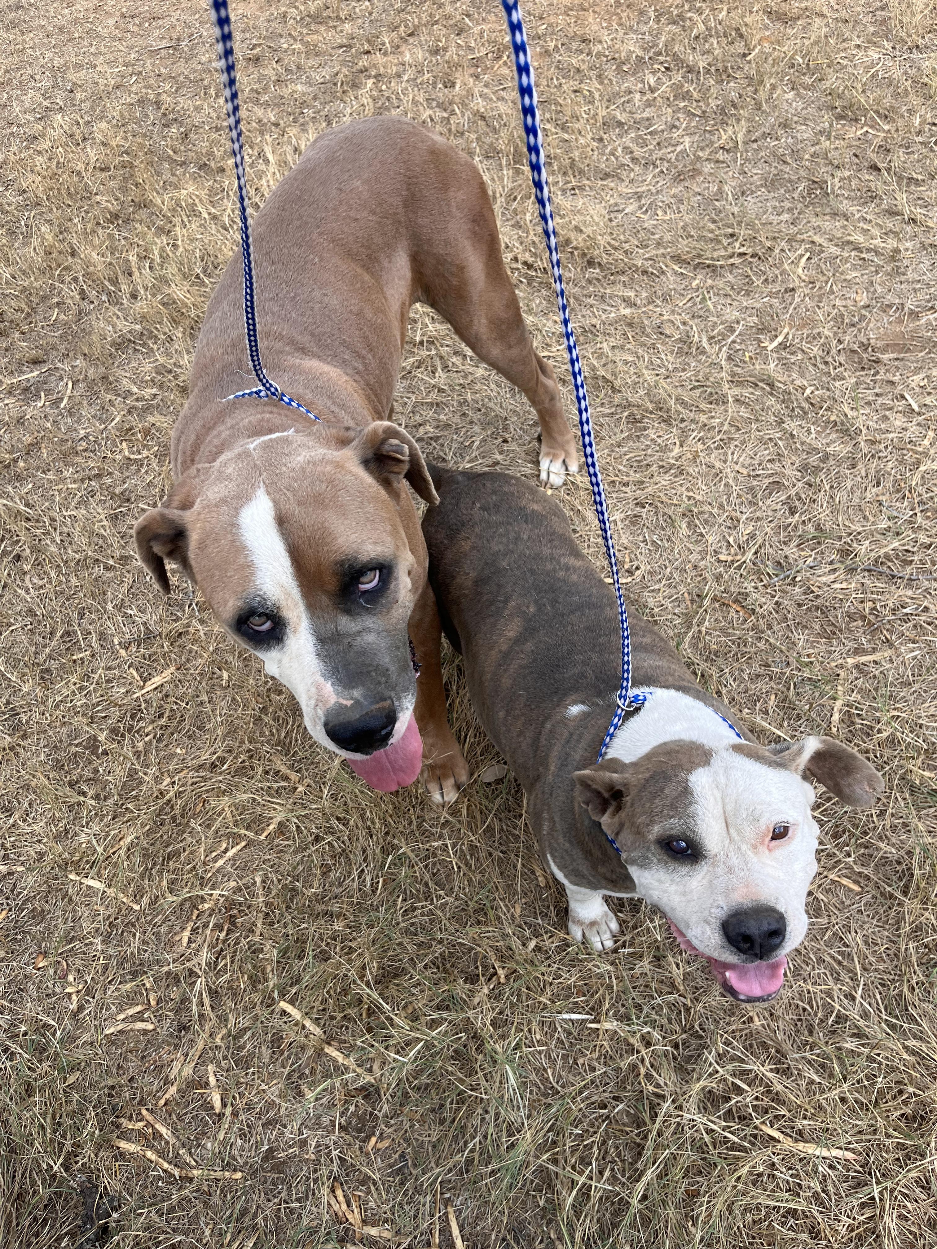 Enlarge Cyrus, a Adoptable mixed breed in Seguin, TX image 1/5