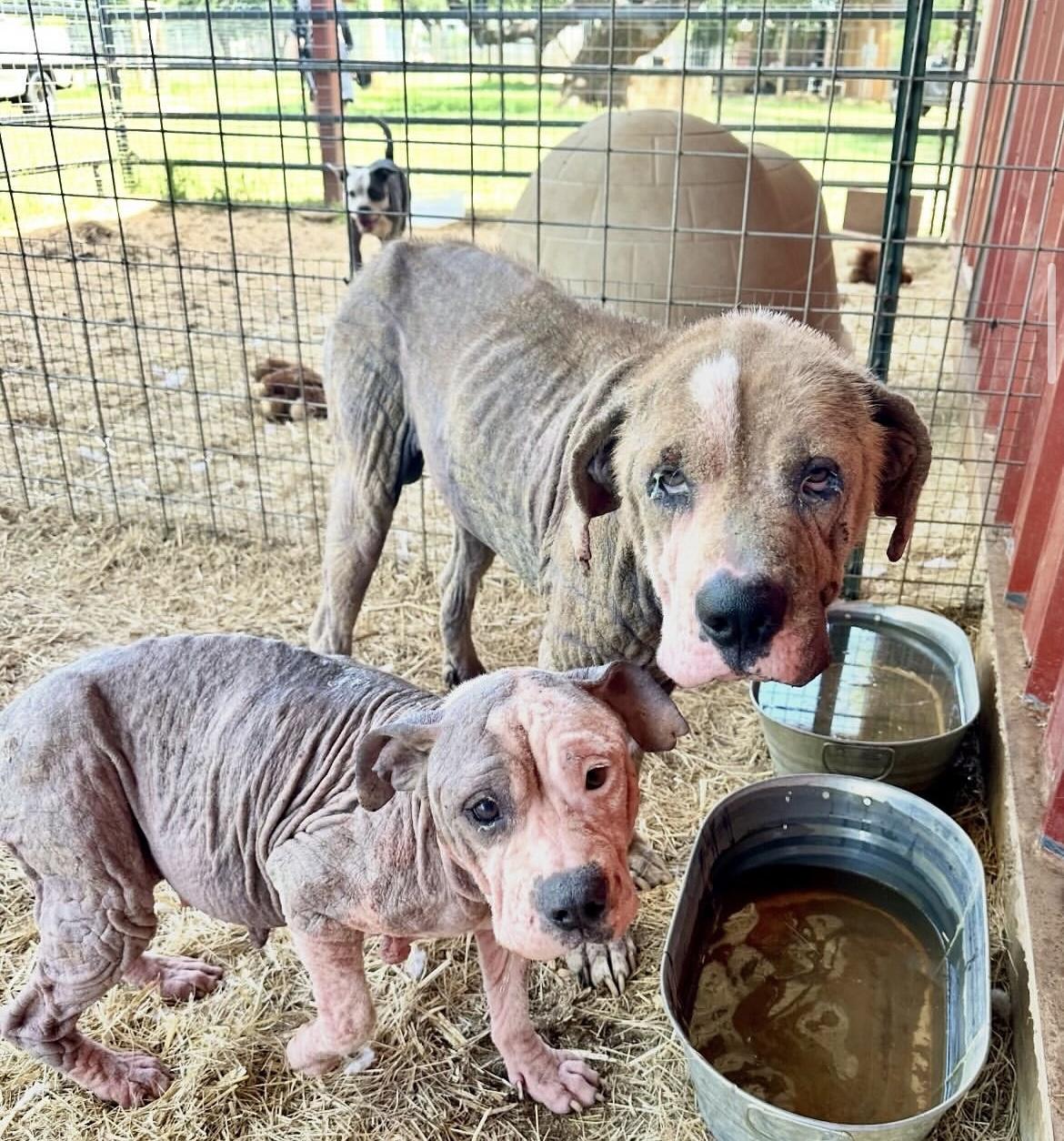 Enlarge Cyrus, a Adoptable mixed breed in Seguin, TX image 3/5