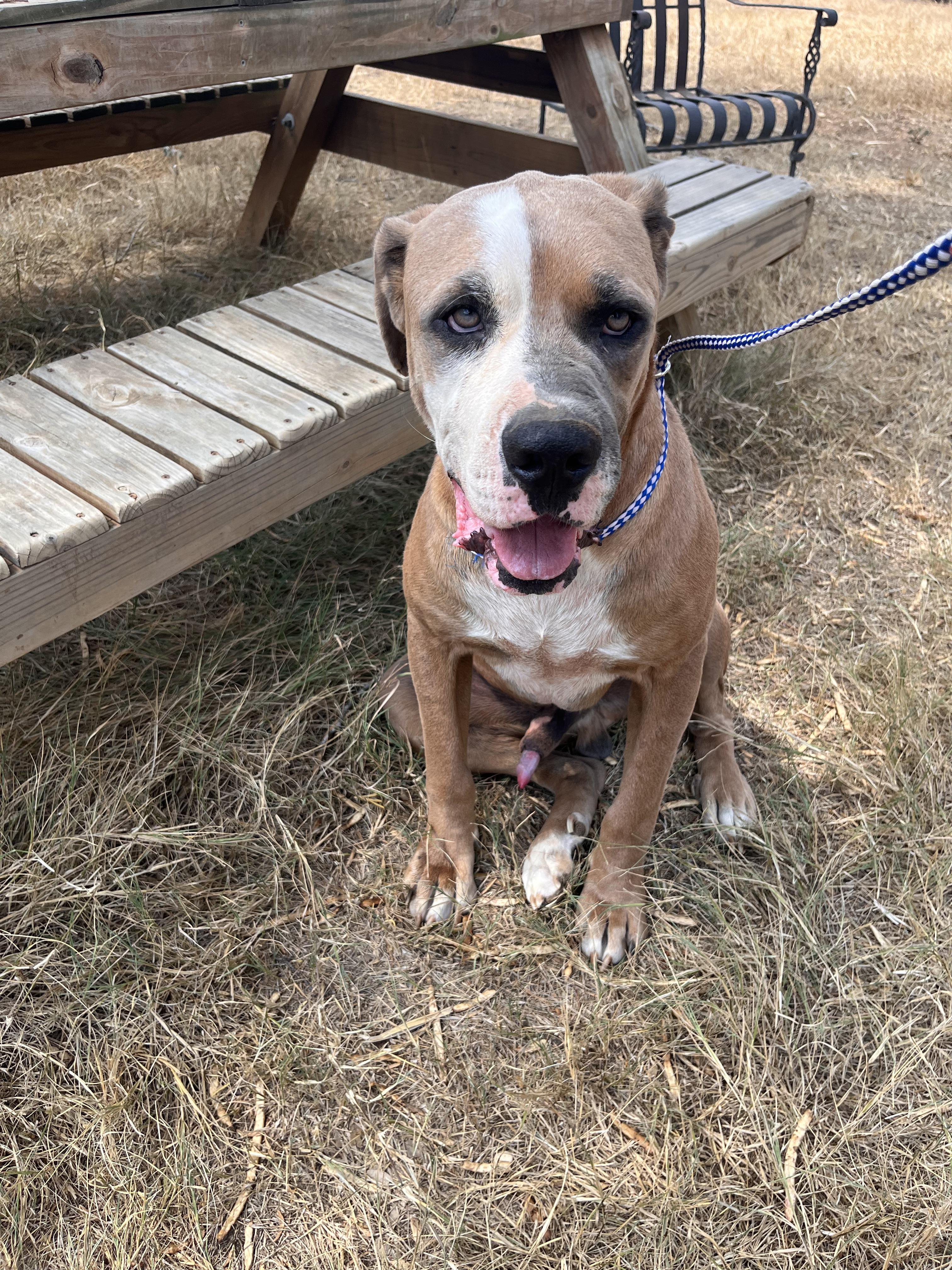 Enlarge Cyrus, a Adoptable mixed breed in Seguin, TX image 4/5