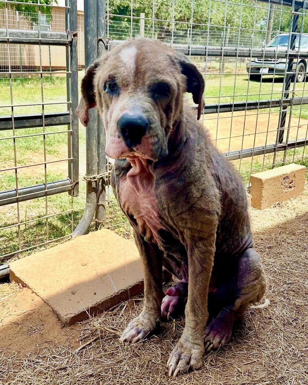 Enlarge Cyrus, a Adoptable mixed breed in Seguin, TX image 5/5