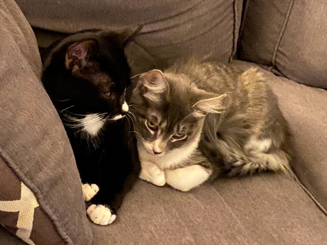 Enlarge Betty & Smoke, a Adoptable Domestic Medium Hair in Lodi, CA image 1/3