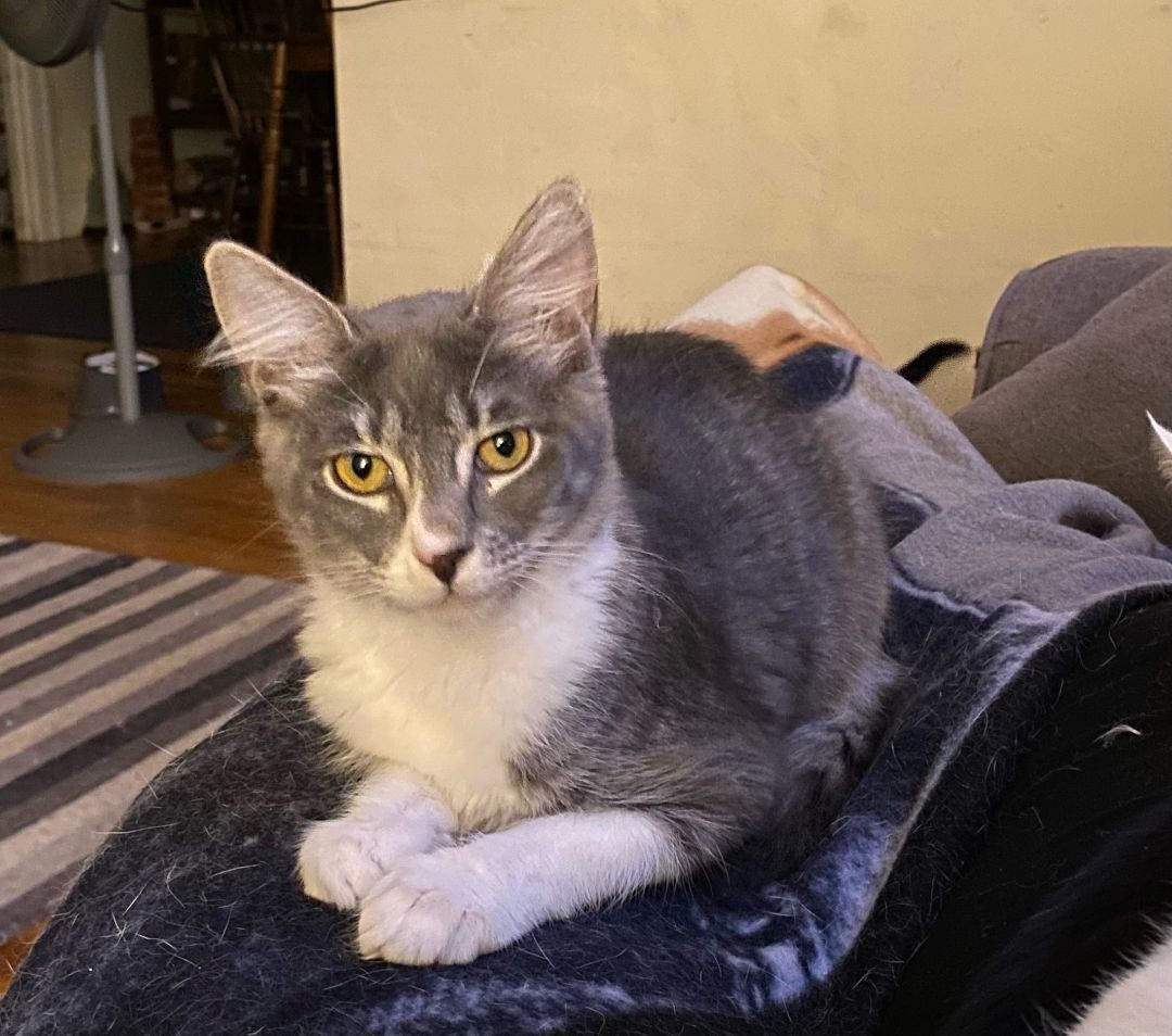 Enlarge Betty & Smoke, a Adoptable Domestic Medium Hair in Lodi, CA image 2/3