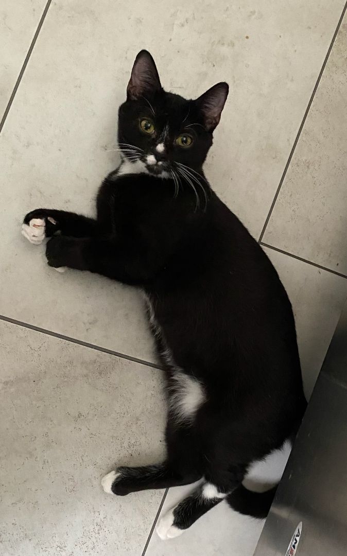 Enlarge Betty & Smoke, a Adoptable Domestic Medium Hair in Lodi, CA image 3/3