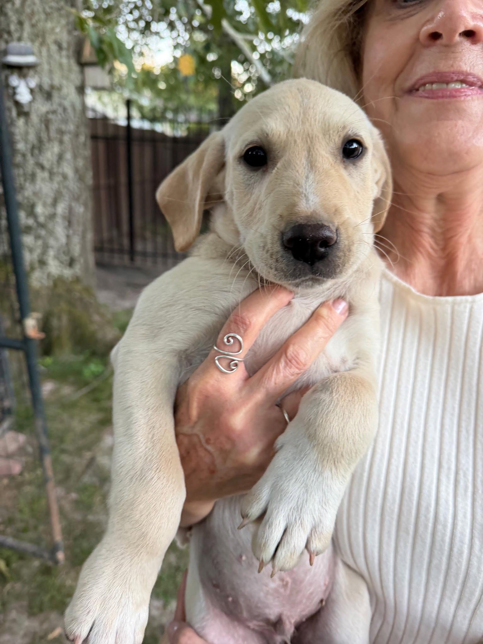 Enlarge BASIL - Buff in colori, a Adopted Labrador Retriever in Mount Laurel, NJ image 1/1